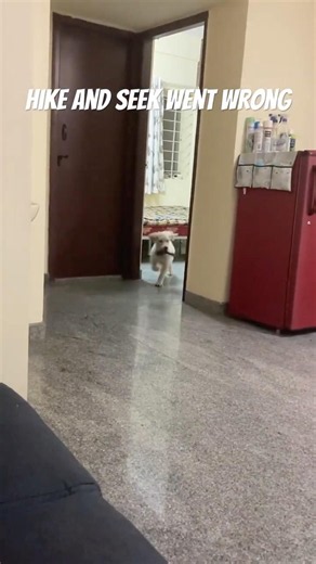 Funny Dog Tries Hide and Seek with Mom 😂 | Golden Retriever Comedy
