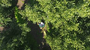 Plantation worker picking ripe Avocado using a crane, Aerial view