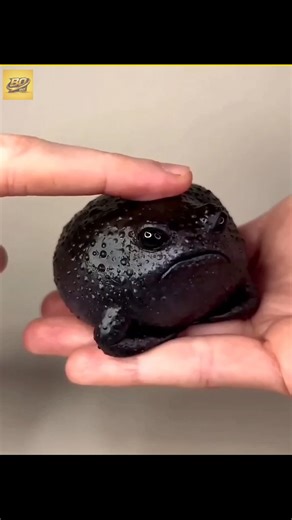 ऐसे ANIMAL जिनके पास है सुपर पावर 😱#shorts