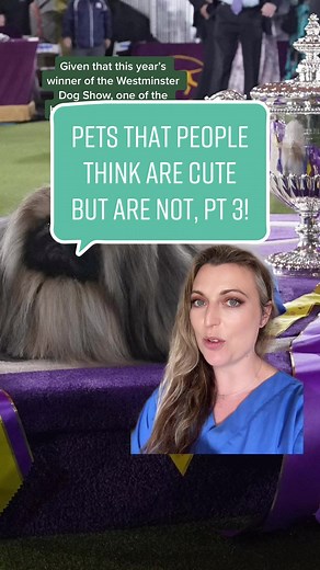 Pets That People Think Are Cute But Are Not, Part 3! The Pekingese. #catthevet #pekingese #cutebutnot