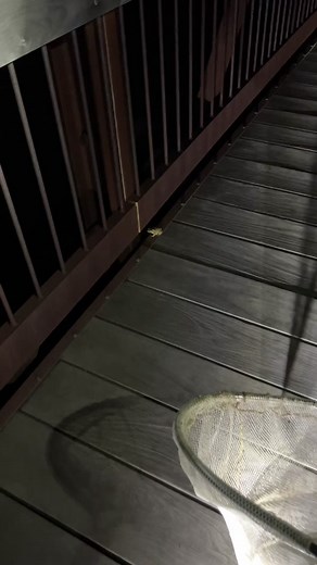 Rip Little Buddy 😕 #takeoverseason #frog #rescue #animal #toad #fyp