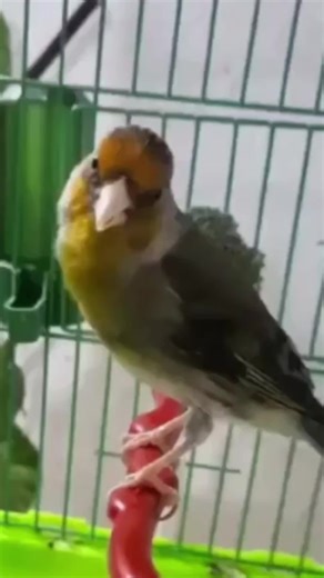 Hybride goldfinch mule singing chirping mixto jilguero cardellino chardonneret Stieglitz pintassiggo