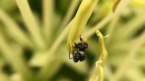 There are around 1,500 species of Australia native bees. Most are solitary, meaning they don’t live in a colony with others. These little Sugarbag bees (Tetragonula) are one of the few that live in hives and do not sting. Here they are enjoying the lion's tail (Agave) pollen. At approximately 4mm long don't they make the Honey Bee seem giant! | Flow Hive