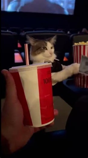 Cat Waiter Serves VIP Popcorn & Soda at Cinema - Luxury Movie Service! 🐱🍿🥤🎬✨