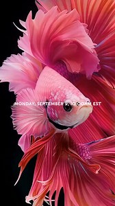 Join us on September 9th at 10AM (EST) to watch the Carolina Herrera Spring 25 Runway Show by Creative Director @WesGordon, streaming LIVE from New York City. #CarolinaHerreraSpring25 | Carolina Herrera