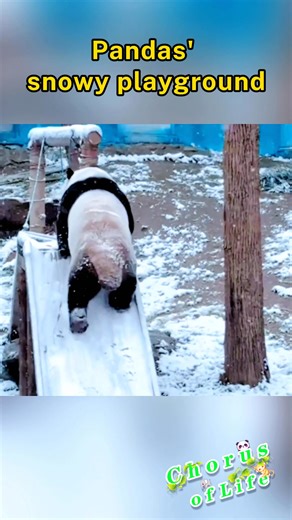 After fresh snowfall in Zhuhai Sea Wildlife Park of central Henan Province, giant pandas Lingyan and Maimai dive into full ‘snow party’ mode. From sliding and somersaults to napping on swings, they play with irresistible enthusiasm. #ChorusofLife | CCTV
