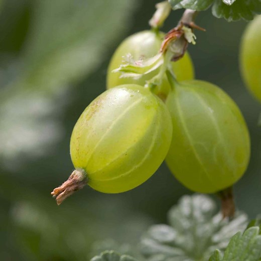What Are Gooseberries?