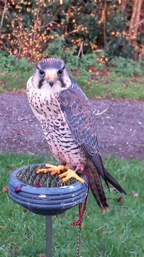 LANNER FALCON PERCHED (MALE LANNER-LANNERETTE)