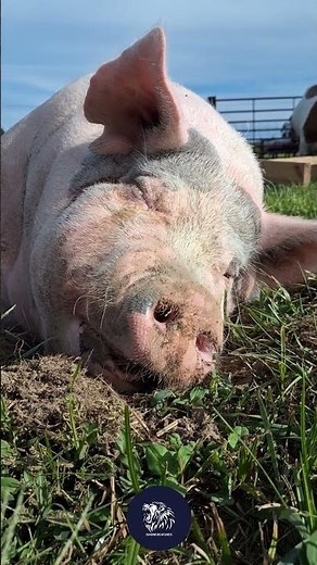 Big, pink, and proudly Yorkshire! 🐖💗