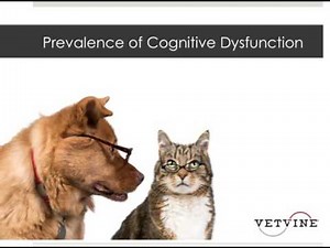 Cognitive Dysfunction - Brain Health in Aging Dogs and Cats