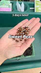 These sweet peas were kept in a damp kitchen towel for 3 days until they started to sprout. Now they’ll keep growing in my unheated greenhouse until they’re ready to plant outdoors. Pre-sprouting really helps with faster germination, especially for seeds with tougher shells, such a simple step makes a big difference! #sweetpeas #presprouting #gardeningtips | Gitas gardening journey