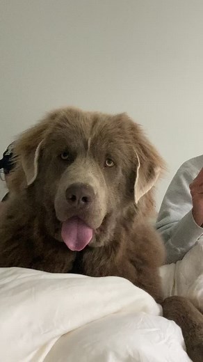 Baloo: The Gentle Bear Dog | Paige Lorenze | Newfoundland Puppy Mix