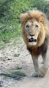 We were treated to an amazing walk by from this stunning male lion in his prime…! Sound up as he passes! #myafrica | My Africa