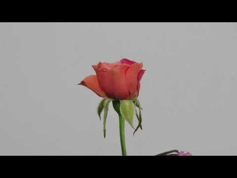 Time Lapse Video of Mini Rose Bloom