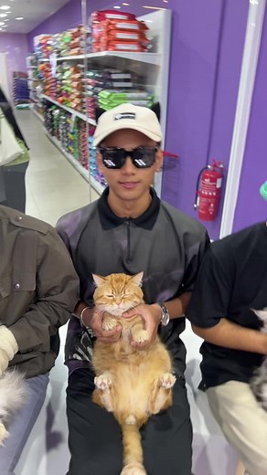 American Curl Cats: The Ultimate Guide for Cat Lovers