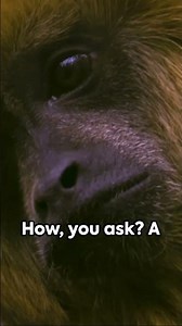The Roar That Can Be Heard For Miles, The Howler Monkey#animalshorts #howlers #Monkeys