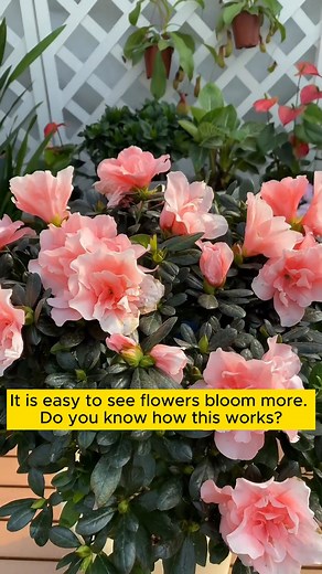 How to make the soil more fertile #garden #gardening #plants #planting #planthacks #gardenhacks #gardeningmakemehappy #gardeningtips #gardeningideas #gardeninspiration #gardenlove | Happy Gardening