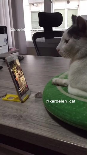 Clever Cat Tricks: Unleashing Smart Cat Potential