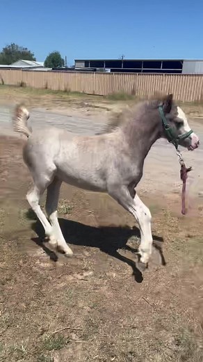 Welsh Mountain Pony Foal Moments
