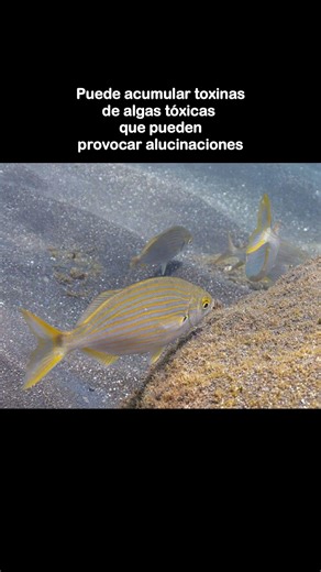 El pez alucinógeno #oceanografia #biology #zoology #fishes #fisherman #marinebiology