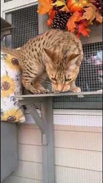 Safe Outdoor Catio for Indoor Cats 🐱 4-Level Cat Patio Tour #PET16