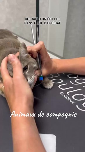 Animaux de Compagnie: Explorons le Monde des Chats