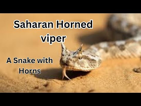Horned Viper Snake The Venomous Snake from Africa