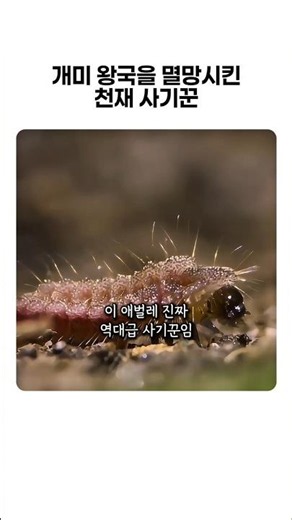 개미왕국을 멸망시킨 천재 사기꾼