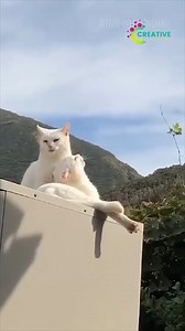 A kitten tumbling while trying to turn around. | Creative Company