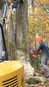 #treestump #trees #treework #woodworking #machinework | Wood Colection
