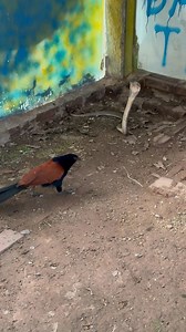 bird dodges cobra attack #snake #cobra #birds #virals #trending #python #Hunter | Animal WORLD