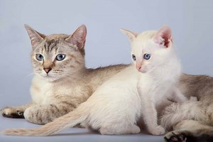 The Top 10 Oldest Cat Breeds Ever