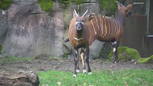 Oregon Zoo welcomes pair of rare bongo antelope