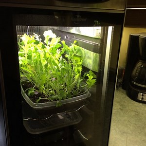 Urban Kitchen Garden