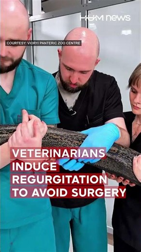 Veterinarians Rescue Python After It Swallows a Mop Head
