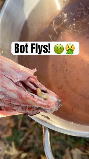 Found bit fly larva in deer nostrils #taxidermy #deerhunting #diyprojects