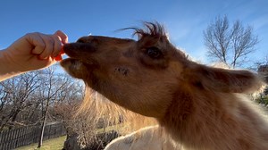 Happy National Llama Day! It’s the perfect time to symbolically adopt Enzo, one of the Zoo’s incredible llama residents. When you purchase the Adopt a Wild Child special, funds go toward the care that Enzo receives year-round. Your adoption gift includes a lovable plush llama, a framed photo, a personalized adoption certificate, and an animal fact sheet. Other Adopt a Wild Child options for this holiday special include Friday the donkey, Kashmir the red panda, Ripple the capybara, Cairo the hipp