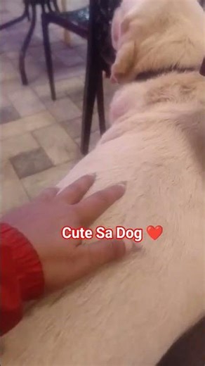 My Sweet Dog 🐕❤️