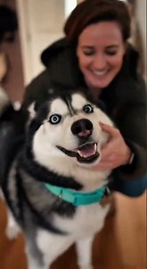 These HUSKIES Are Too FUNNY & CUTE 😂🐶 #husky #funnyanimal #funnyanimal #shorts