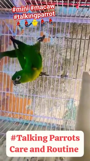 Talking Parrot Cuteness🦜🥰| Mini Macaw Parrots So Cute😍🦜#birds #talkingparrot #shorts #youtubeshorts