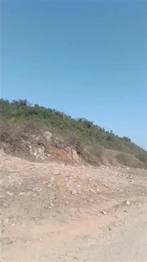 5sec clip jungle mein