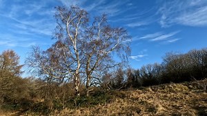 Tree, White, Bark, No Leaves