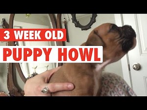 Boxer Puppy's Adorable Howl