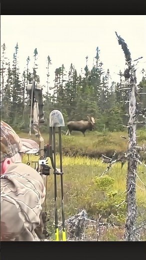Amazing shot moose hunt with bow #hunting #choose #deerhunting #deerhunting #caccia #viral