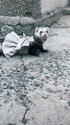 Fashion Icon? 💅 My ferret in a tiny skirt is everything you need to see today!
