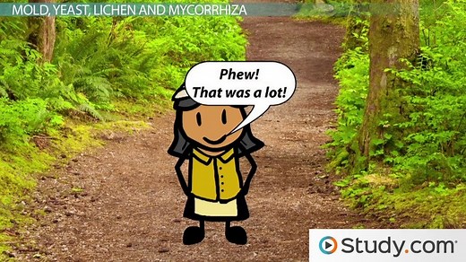 The Diversity of Fungi