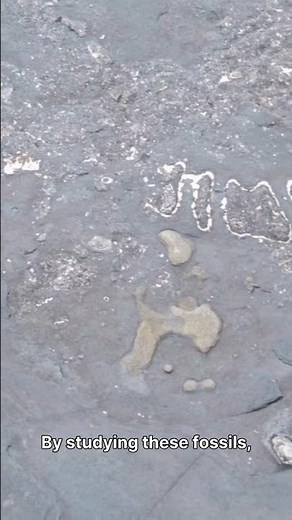 Fossil Coral Secrets