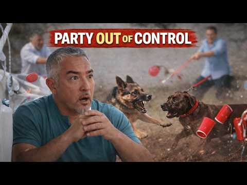 These Dogs Don’t Need Training, Their Owners Need Confidence 😳 | Cesar 911