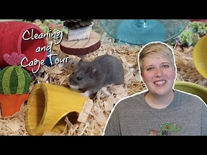 DWARF HAMSTER CAGE CLEANING AND TOUR