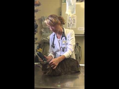 The Most Common Cat Mass. Abscesses in Felines. How to treat and costs associated with it.